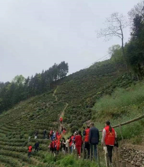 瓦庙镇社区老体协组织开展助农采茶活动